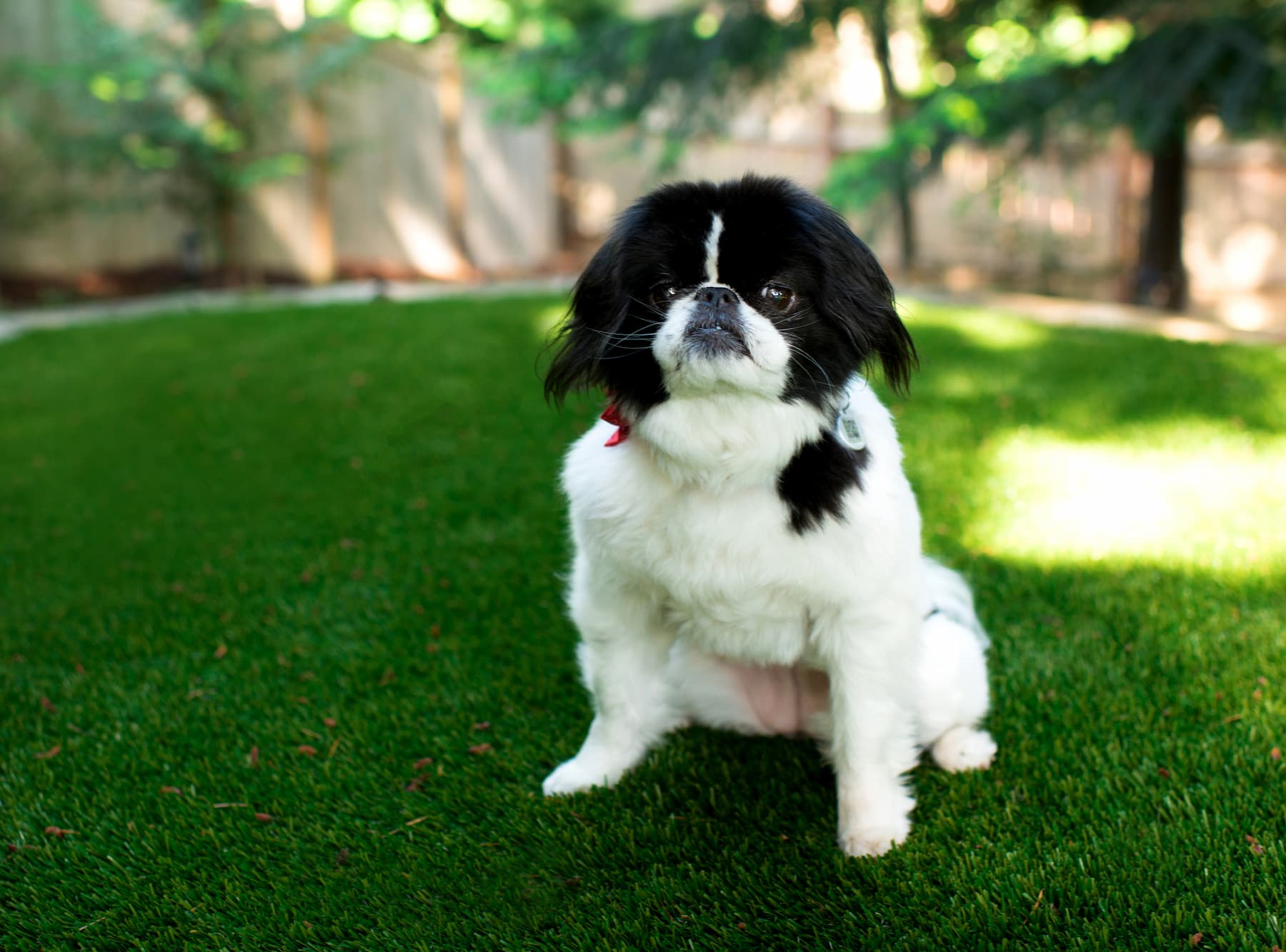 reputable artificial turf & fake grass